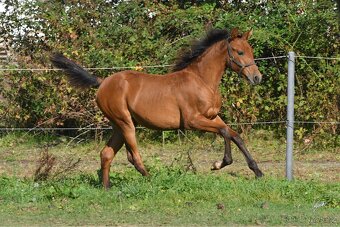 2 letá klisna Lusitano x P.r.e - 7