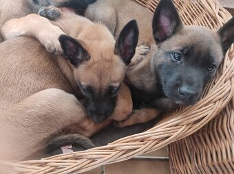 Štěňata - Belgický ovčák malinois - 7