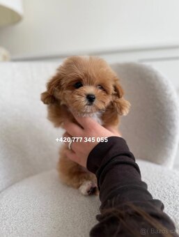 Maltipoo F1 Caramel | Lina - 7
