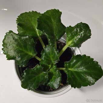 Fialka "curly" bílá - 7