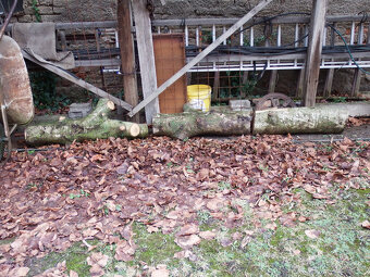 Prodej kmene ořešáku 1 - 7