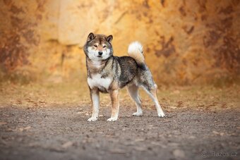 SHIBA štěňata k rezervaci - 7