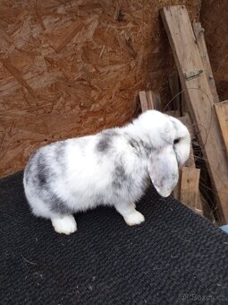 Zakrslý beran rhönský - 7