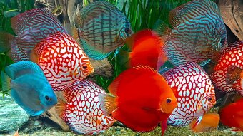 Tetra Discus Granules - granule pro terčovce - 7