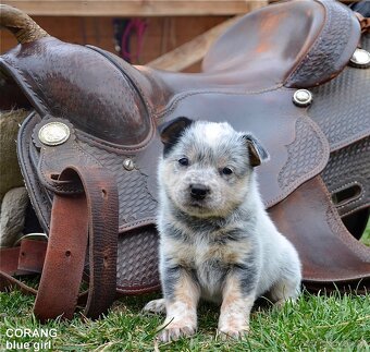 Austrálsky honacky pes ACD CATTLE DOG - 7