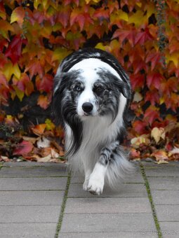 Krycí pes border kolie s PP FCI, nabídka krytí - 7