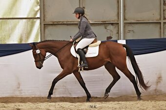 Tříletá oldenburská klisna na prodej - 7