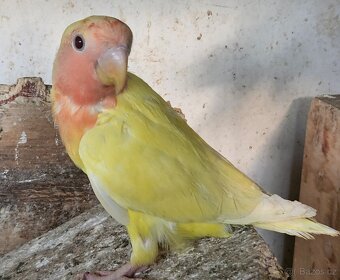 Agapornis růžohrdlý,Holoubek diamantový - 7