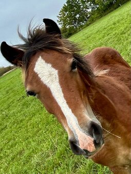 Welsh Cob D - kobylka - 7
