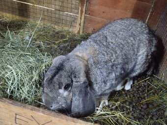 Francouzský beran - 7