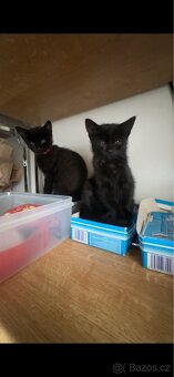 Koťátka - 7