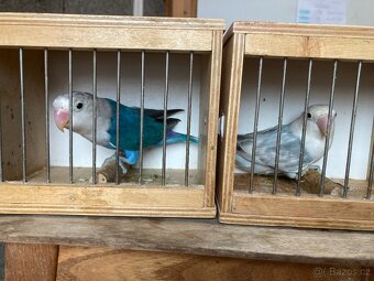 Agapornis fischeri - 7