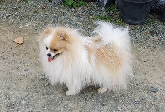 Pomeranian fenka s PP - 7