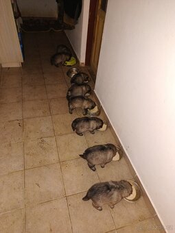 Štěňata - Německý špic vlčí - 7