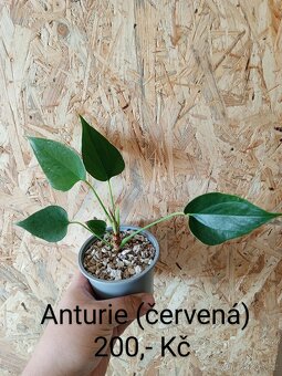 Pokojové rostliny - 7