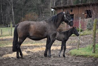 LUXUSNÍ Lusitano hřebeček - 7