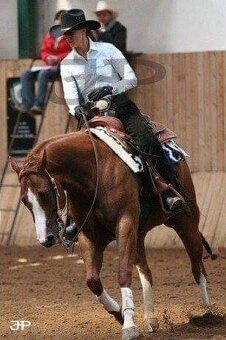 Quarter horse hrebecek, double register - 7