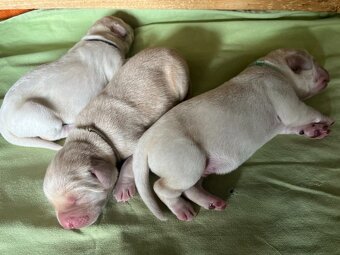 Štěňata labradorského retrívra od FCI GRAND CHAMPION - 7