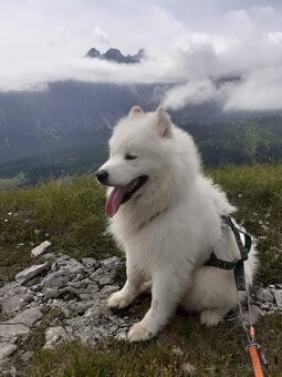 Samojed štěňata - 7