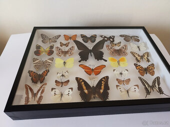 Prosklená vitrína s motýly - 7