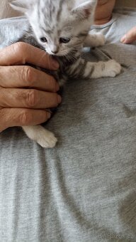 Britská whiskas koťátka s PP - 7