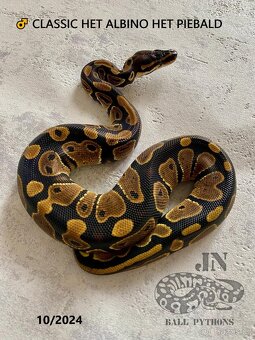 Krajta královská (Python regius) - 7