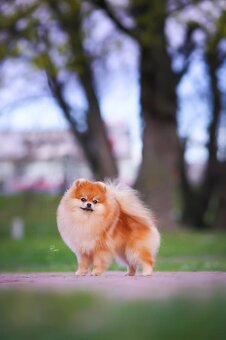 Pomeranian - 7