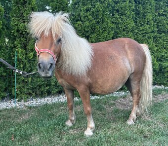 Shetland pony - 7