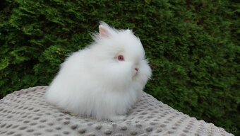 Zakrslý králík, králíček -(TEDDY)-ONDŘEJ A OTA - 7