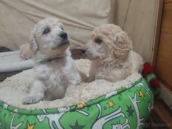 Pudl velký bílý - 7