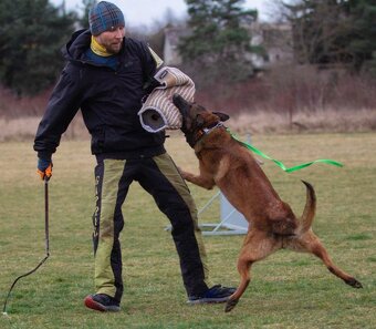 Belgický ovčák malinois s PP - 7