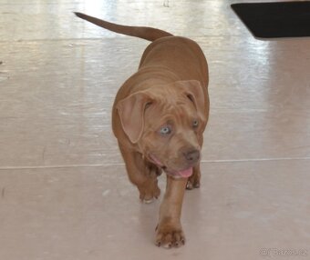 American bully - ch.s. Family Muscle Bullies - 7