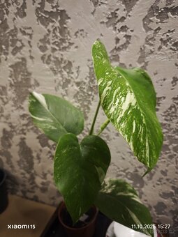 Monstera deliciosa alba - 7