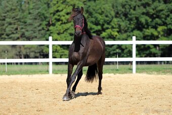 ______Valášek Barock pinto - Frís___ - 7