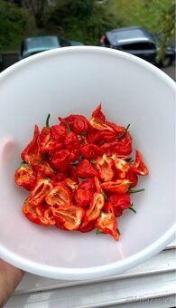 TRINIDAD MORUGA SCORPION Chilli nakládané papričky a salza - 7
