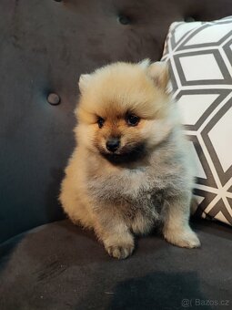 Predám fenku - pomeranian/nemecký špic - 7