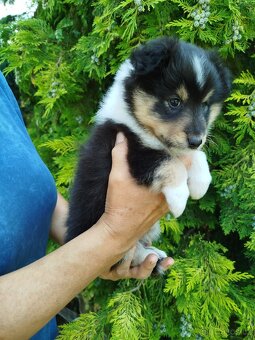 Šeltie / sheltie štěně s PP z Pozdeňské vísky - 7
