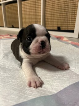 Bostonský teriér - 7