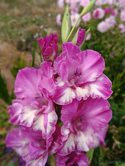 Cibule MEČÍKů - - - viz text a foto - 7