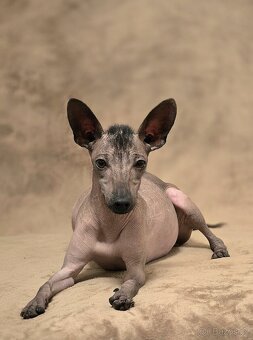 Mexický naháč miniatúrny- mini xolo s PP - 7