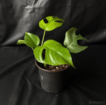 Monstera minima (Rhaphidophora tetrasperma) - 7