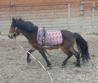 Valach pony - 7