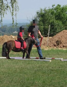 Pony na prodej - 7