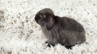 Zakrslý beránek, králíček, králík - CRISTIAN - 7