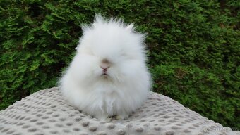 Zakrslý králík, králíček -(TEDDY)-ONDŘEJ - 7