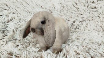 Zakrslý beránek, králíček, králík - REY - 7