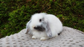 Zakrslý beránek, králíček, králík - MINDY - 7