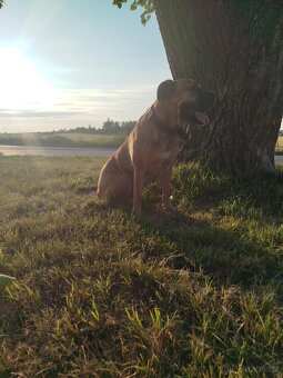 Cane Corso - 7