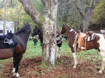 Prodám western sedlo wade Zn. Westjack - 7