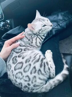 Bengálská kočka-holčička - 7